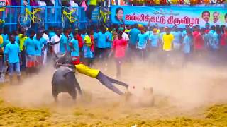 Jallikattu  Viralimalai  Pudukkottai  Guinness Wor