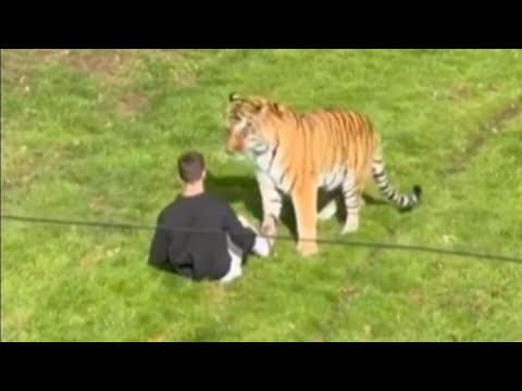 Man dies after jumping into tiger's enclosure