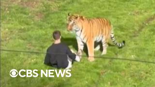 Man dies after jumping into tiger's enclosure