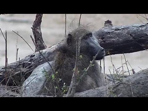 Djuma: Baboon-old sickly looking male - 05:27 - 10/31/19