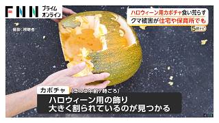 ハロウィン用のカボチャ食い荒らす　クマ被害が住宅や保育所でも　北海道（2026年10月26日）