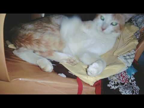 Funny time with my cat ll baby cat .