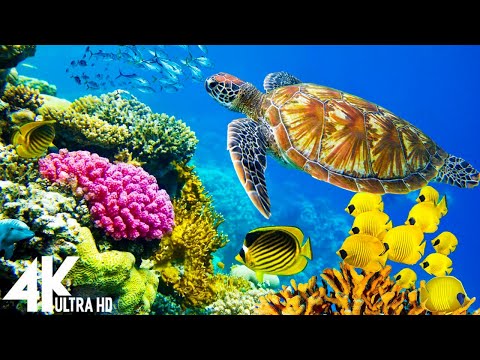 11 HOURS of 4K Underwater Wonders + Relaxing Music - Coral Reefs & Colorful Sea Life in UHD