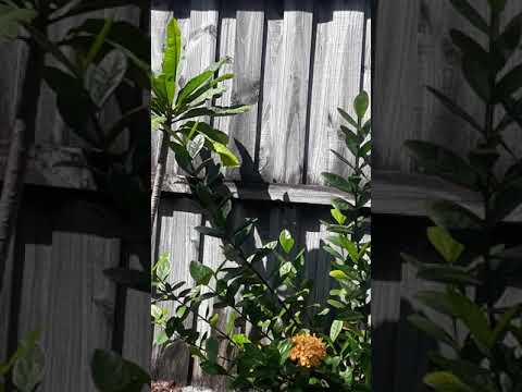 2 Dreams: Christmas Decorations and A Calendar?