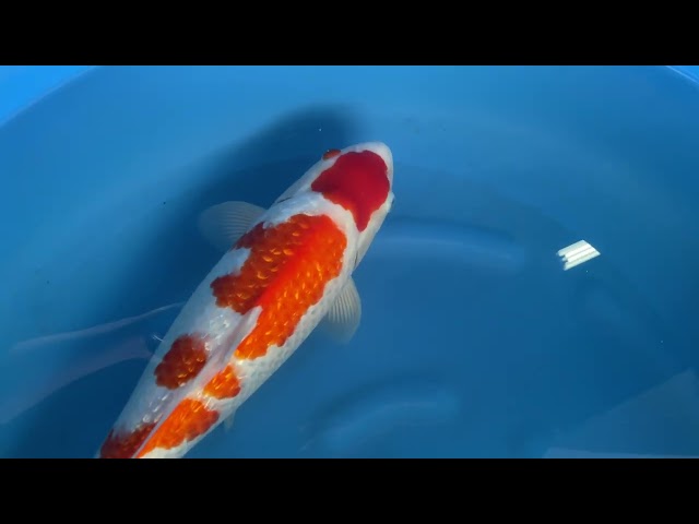 Ginrin Kohaku