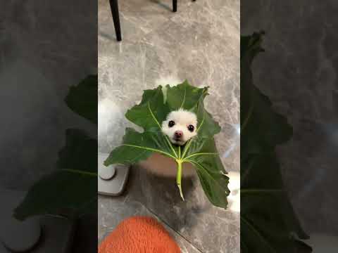 这到底是什么树叶#萌宠出道计划 #修狗 #狗子日常
