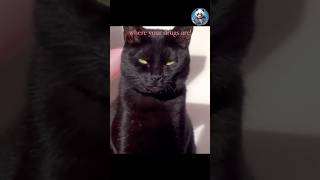 Sassy Kitties That We Love #cats #catlovers #cat #funnycats