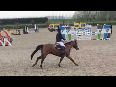 Mistral Elvis x Clinton 5y cyclus hulsterloo