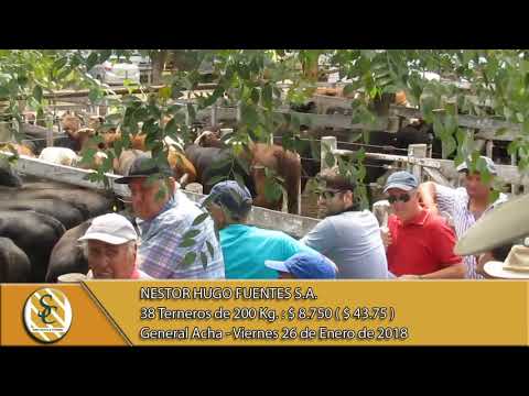 26-01-18 Venta de Macho - Nestor Hugo Fuentes S.A. - General Acha
