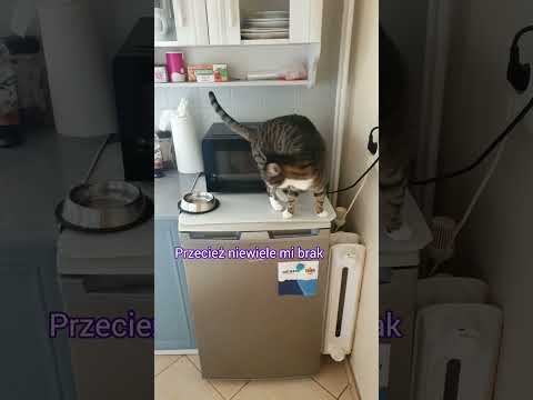 Kocia przeróbka utworu sanah "hip hip hura!"