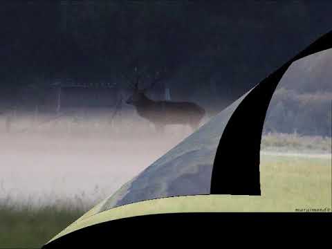 Brame du Cerf AVEN 2016 2017