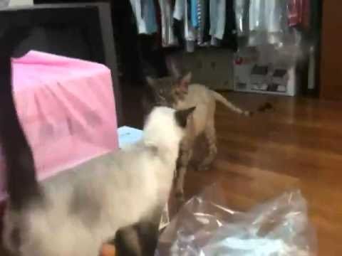 [TwitVid] 100917 Heedictator update