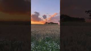 Download lagu mentahan video estetik sunset untuk bahan quotes free download media fire mp3 Download lagu mentahan video estetik sunset untuk bahan quotes free download media fire mp3