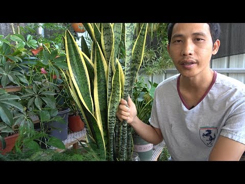 虎尾蘭生長速度