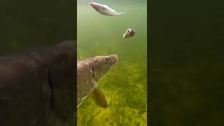 2 dead herrings vs pike. #short #new #fishing