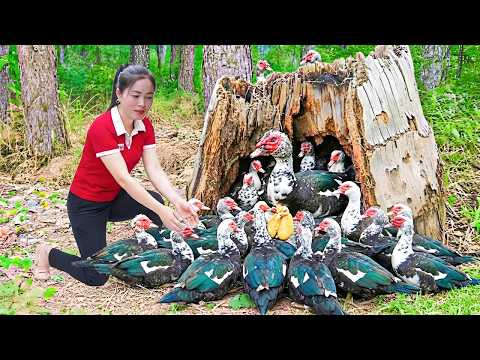 TIMELAPSE -- Catching 1000+ Giant Wild Ducks & Fresh Eggs from Stream | Survival Skills in the Wild