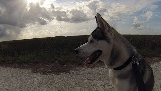 Husky Walking Trail (HD)