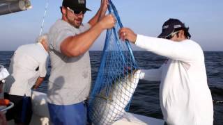 Fish Mavericks gills Striper Catch