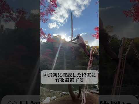 【Webサギタリウス】菖蒲池の冬支度！五葉松の木に「雪吊り」を設置した文化学部マレスゼミを取材！
