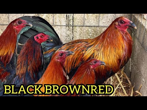 Para Show Black Brownred Grey Rancho Suspiro Sanchez - Outdoor Breeding Pens