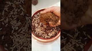 नवरात्रि में हरे भरे जवारे कैसे उगाए | नवरात्रि में जो कैसे बोएँ |#viral #navratrispecial #short