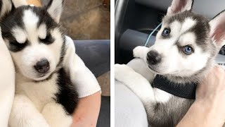 The Best Adorable Husky Puppies 🐶 Look Forward To Seeing Them All | Cute Puppies