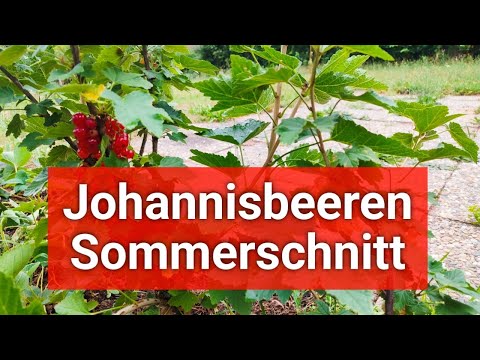 How to prune currants correctly | Summer pruning instructions ✂️