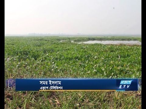 কচুরিপানায় ঢাকা পড়েছে সুজানগরের ঐতিহ্যবাহী গাজনার বিল