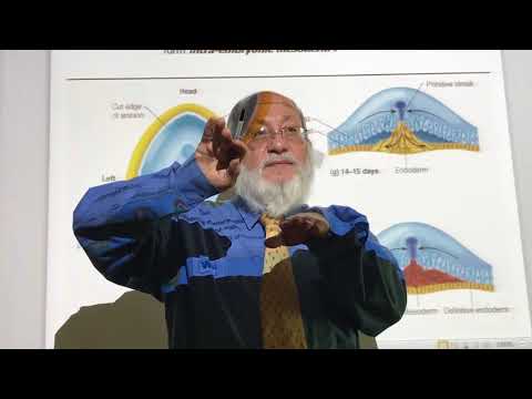 General embryology  13  (   3rd. week of development ,Gastrulation  ) , by dr. wahdan