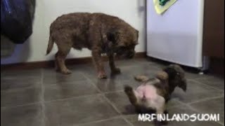 Border Terrier Puppies 2020