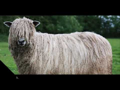 , title : 'The Best sheep Breed In The World | English Leicester Sheep | Highest Wool Producing Sheep |'