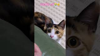 いたずらっ子な三毛猫にゃんちぃ #保護猫 #三毛猫 #ニャンキー #猫のいる暮らし #子ネコ #cat #猫のいる生活