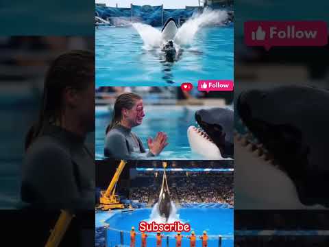 Last time Jessica and dolphin video #thejackvlogs