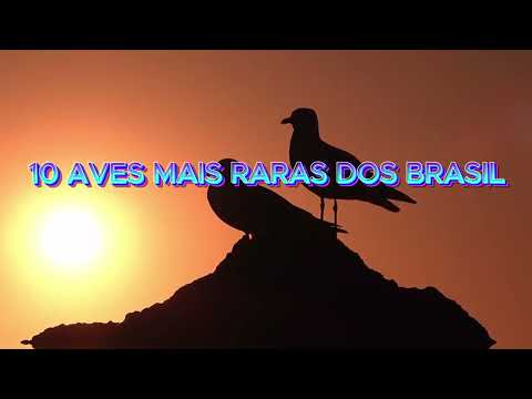 10 AVES MAIS RARAS DO BRASIL
