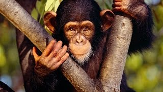 preview picture of video 'Monkey Jungle Miami Florida  Джунгли обезьян Майами , Կապիկների ջունգլի արգելոց Մայամի Ֆլորիդա'