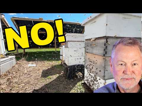 Beekeeping: I Stopped a Swarm… At the Last Second!