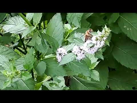 Bees looking for sugar from the flowers of mint plants, late summer
