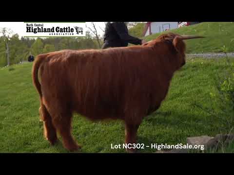 Lot NC302 - KESABE'S KENNEDY