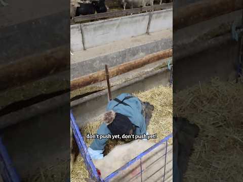 THERE’S YOUR TROUBLE!!! 😬 #sheep #quads #breech