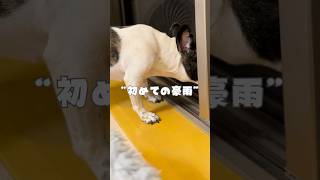 初めてのゲリラ豪雨