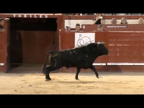 Arévalo 2024 Campeonato con Toros Bravos