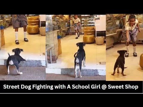 Street Dog Fighting with A School Girl @ Sweet Shop | Niveditha Doggies World