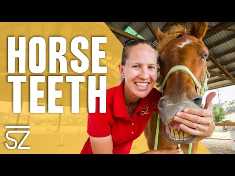 YouTube video about: What does it mean when horses show their teeth?