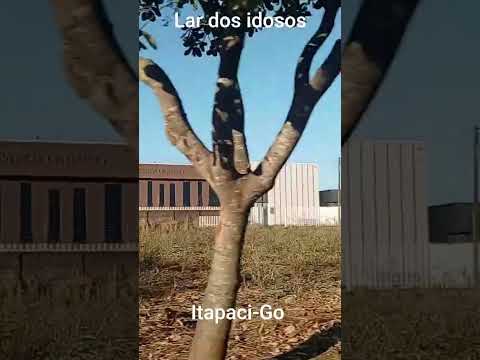 o maior lar dos idosos do Estado de Goiás. ITAPACI
