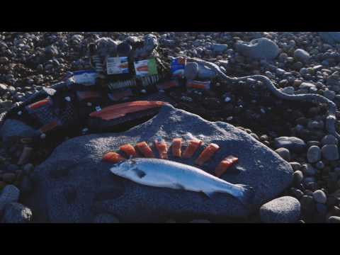 download lagu mp3 mp4 Irish Organic Farmed Salmon, download lagu Irish Organic Farmed Salmon gratis, unduh video klip Irish Organic Farmed Salmon