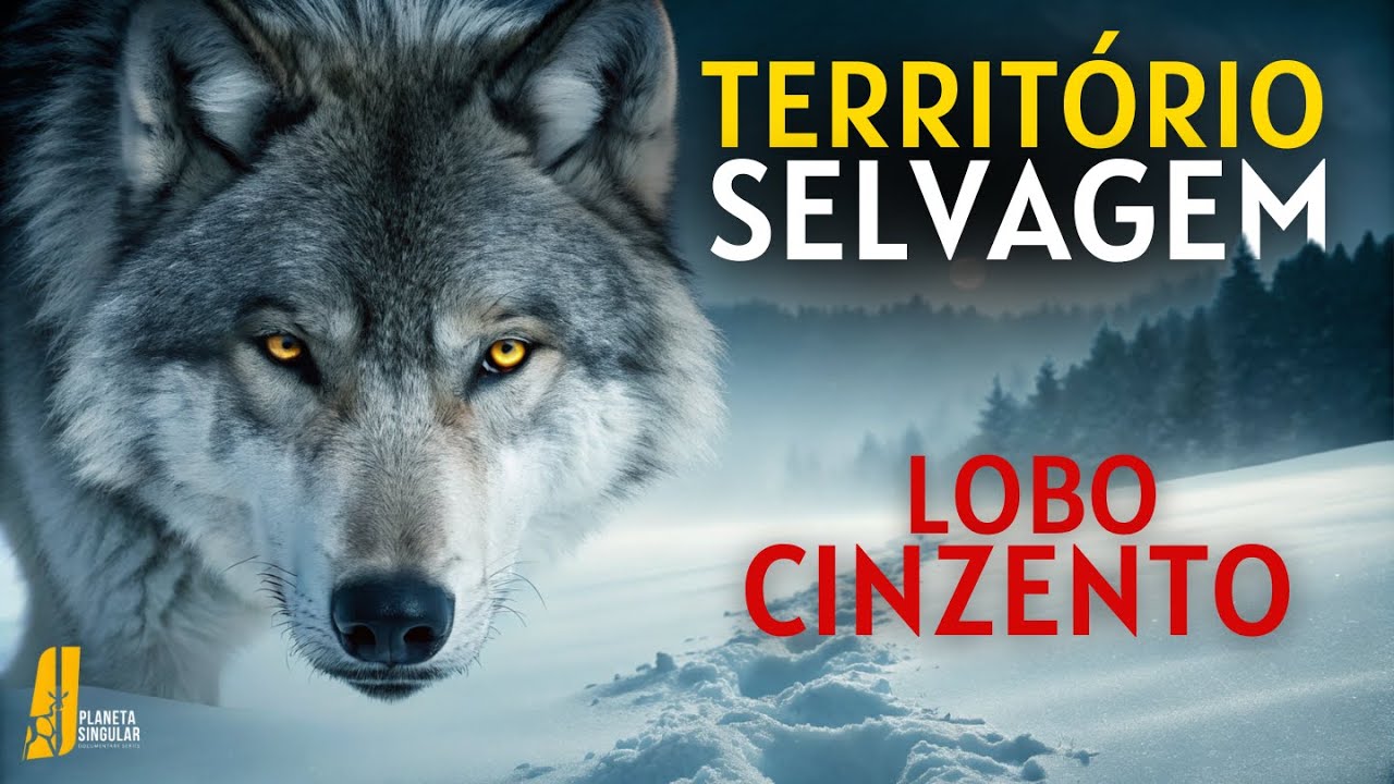Lobos na Neve - Documentário HD - Como Eles Caçam, Sobrevivem e Dominam o Inverno