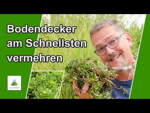 Bodendecker einfach vermehren. Das kann jeder! - Schneller geht es nicht.