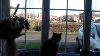 ...And The Mouse Police Never Sleeps ~ Jethro Tull cover