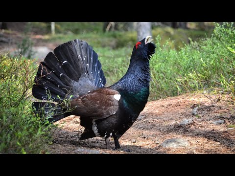 Saving the Capercaillie