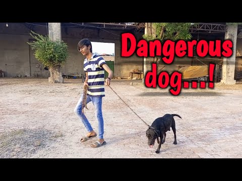Khatarnak dog se mile|new Bakra a gya